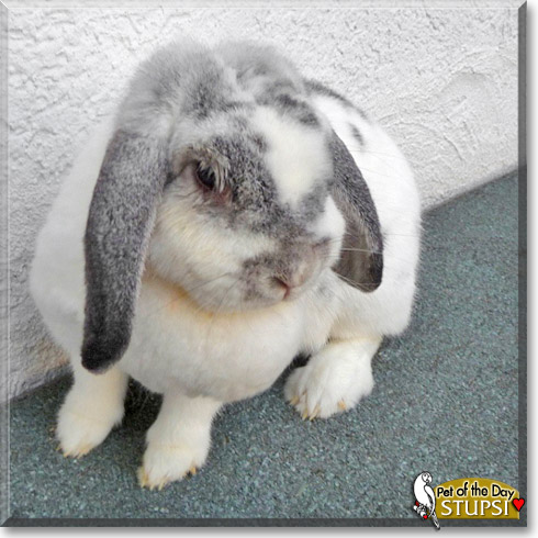 Stupsi, the Pet of the Day