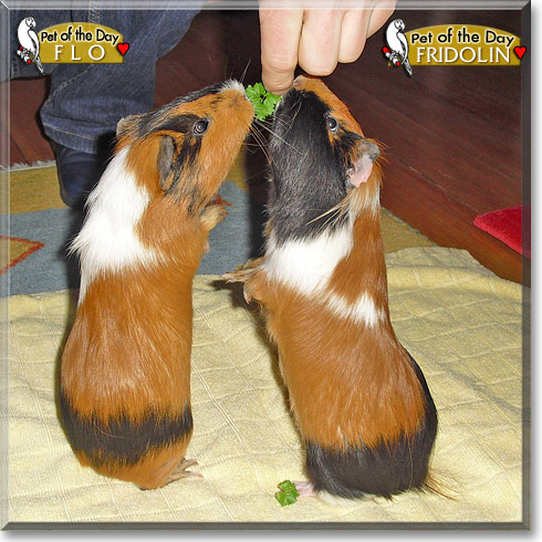 Flo, Fridolin, the Pet of the Day Flo, Fridolin, the Pet of the Day