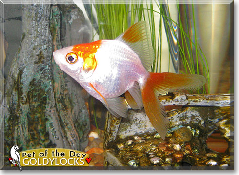 Goldylocks, the Pet of the Day Goldylocks, the Pet of the Day