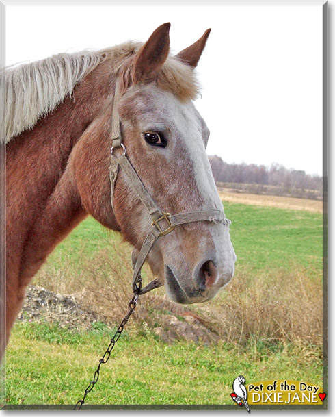 Dixie Jane, the Pet of the Day Dixie Jane, the Pet of the Day