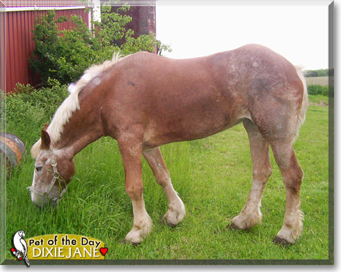Dixie Jane, the Pet of the Day Dixie Jane, the Pet of the Day