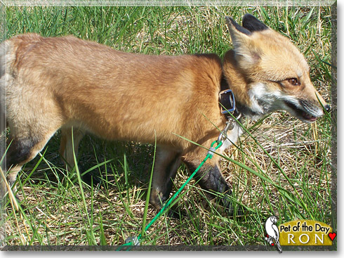 Ron, the Pet of the Day Ron, the Pet of the Day