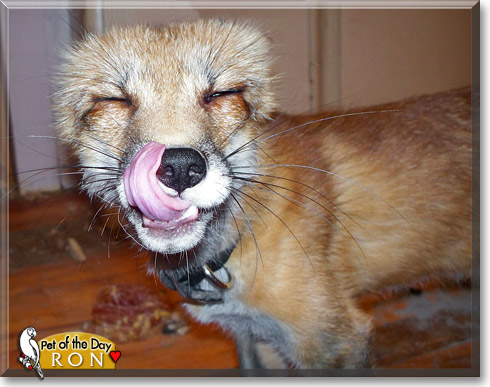 Ron, the Pet of the Day Ron, the Pet of the Day