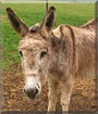 Granny the Donkey