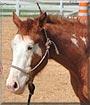 Rodeo the American Paint, Thoroughbred