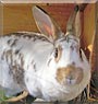Missy the Rabbit