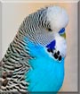Henry the Budgie