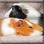 Sophie, Mina the Guinea Pig