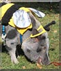 Gilbert the Kune Kune Pig