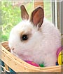 Toby the Rabbit