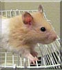 Fudge the Hamster