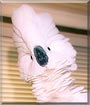 Precious the Umbrella Cockatoo