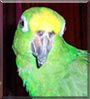 Pete the Yellow Crowned Amazon