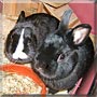Momo, Mäxchen the Rabbit