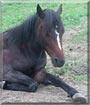 Nils the German Riding Pony