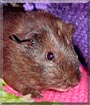 Gemini the Guinea Pig