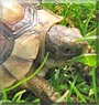 Momo the Tortoise