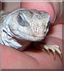 Saule the Desert Iguana