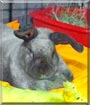 Thumper the American Sable Rabbit
