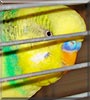 Bibo the Budgie