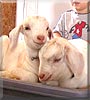 Bambi, Bumble the Nubian Goat