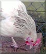 Kamilla the Chicken