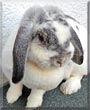 Stupsi the Lop Rabbit