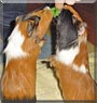 Flo, Fridolin the Guinea Pigs