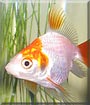 Goldylocks the Goldfish