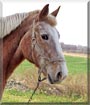 Dixie Jane the Draft Horse