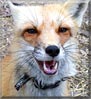 Ron the Red Fox