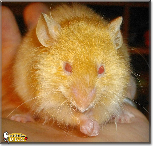 Diego, the Pet of the Day Diego, the Pet of the Day