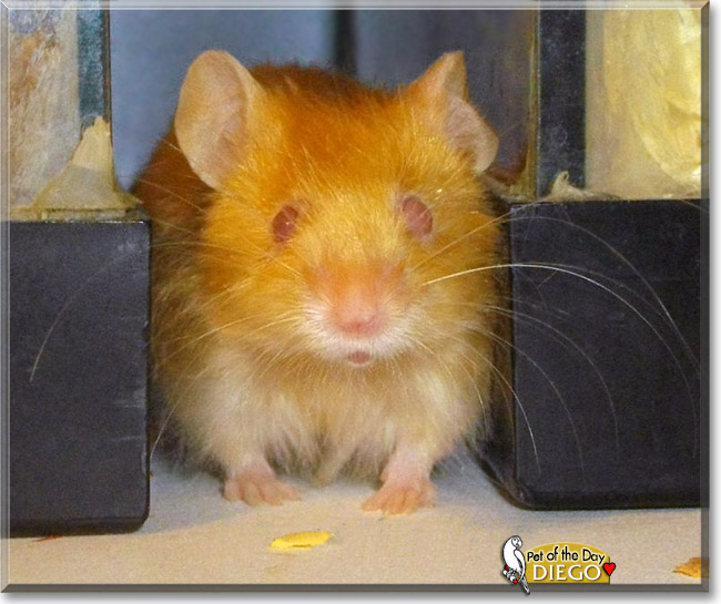 Diego, the Pet of the Day Diego, the Pet of the Day