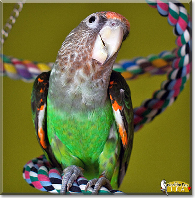 Léa, the Pet of the Day Léa, the Pet of the Day