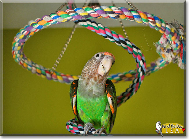 LDiegoeacute;a, the Pet of the Day LDiegoeacute;a, the Pet of the Day