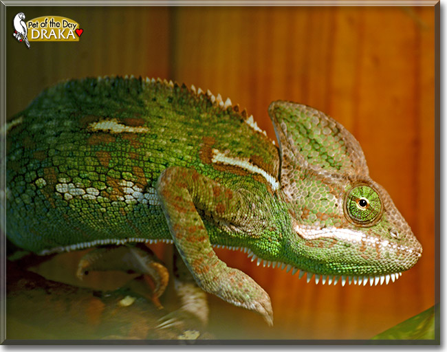 Draka, the Pet of the Day Draka, the Pet of the Day