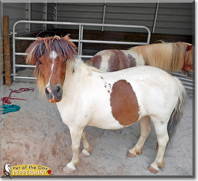 Peppermint Patty, the Pet of the Day Peppermint Patty, the Pet of the Day