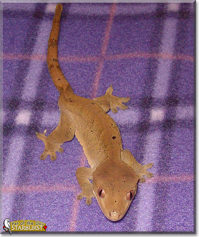 Starburst, the Pet of the Day Starburst, the Pet of the Day