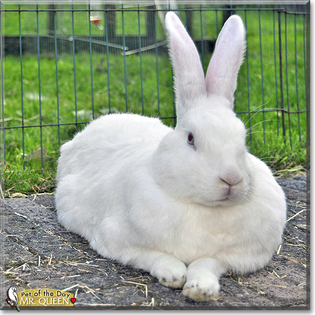 Mr. Queen, the Pet of the Day