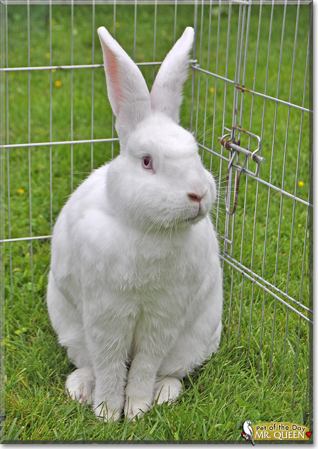 Mr. Queen, the Pet of the Day Mr. Queen, the Pet of the Day