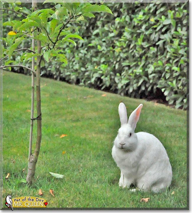 Mr. Queen, the Pet of the Day Mr. Queen, the Pet of the Day