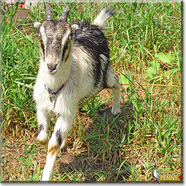 Penny, the Pet of the Day