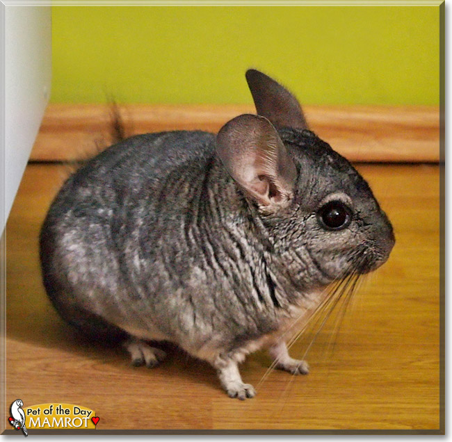Mamrot, the Pet of the Day Mamrot, the Pet of the Day