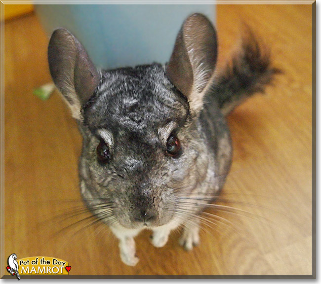 Mamrot, the Pet of the Day Mamrot, the Pet of the Day