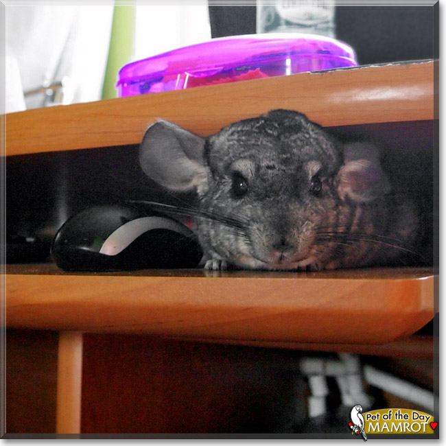 Mamrot, the Pet of the Day Mamrot, the Pet of the Day