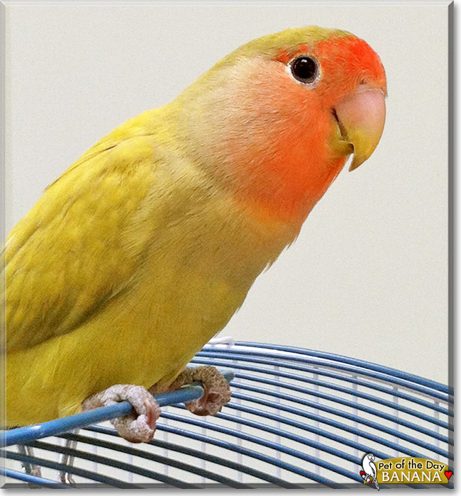 Banana, the Pet of the Day Banana, the Pet of the Day