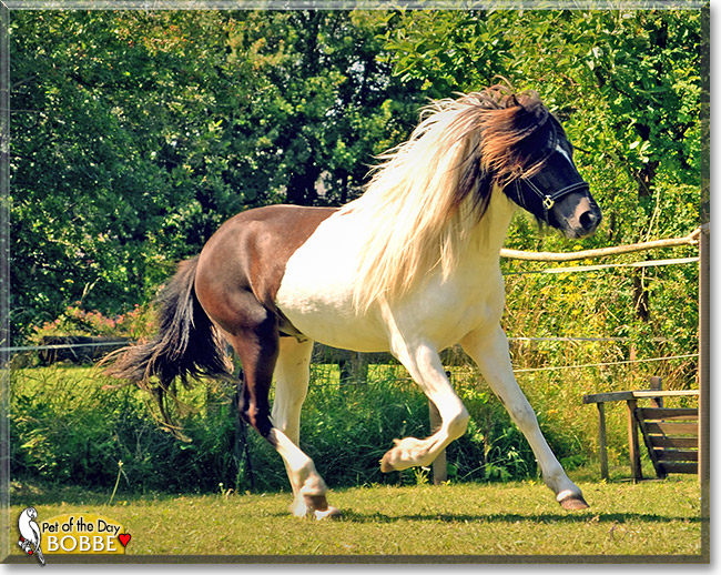 Bobbe, the Pet of the Day