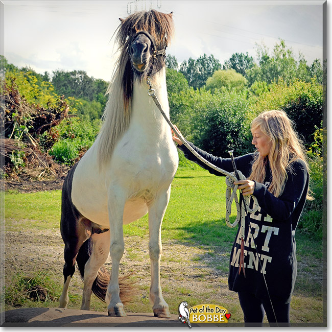 Bobbe, the Pet of the Day Bobbe, the Pet of the Day