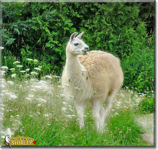 Shirley, the Pet of the Day Shirley, the Pet of the Day