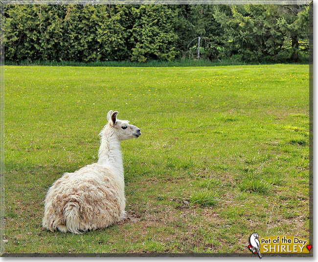 Shirley, the Pet of the Day Shirley, the Pet of the Day